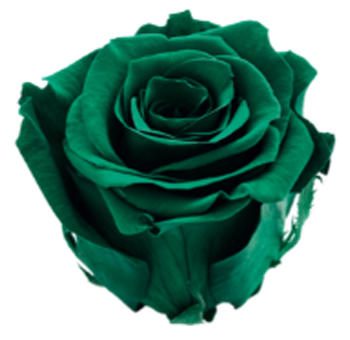 Dark Green Rose