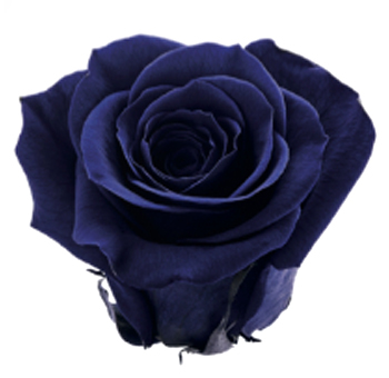Purple Blue Rose