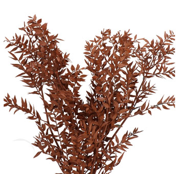 Ruscus - Preserved Brown