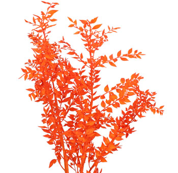 Ruscus - Preserved Orange