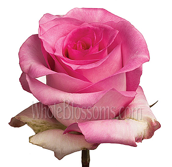Priceless Pink  Roses