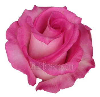 Priceless Pink Organic Roses