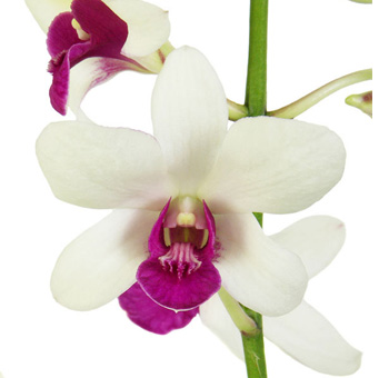 White Dendrobium Orchids Purple Lip – Princess Crown