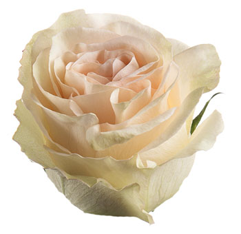 Cream Garden Rose
