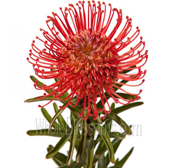 Protea Pincushion Red Flower