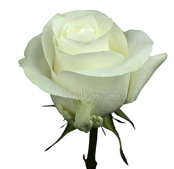 White Rose Proud
