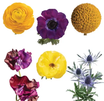 Purple and yellow flower bundle, a vibrant mix of ranunculus, anemones, craspedia, sweet peas, and e
