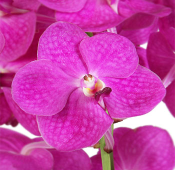 Purple Ascocenda Orchid