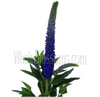Purple Veronica Flower with Blue Hues