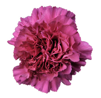 Purple Carnation Flower for Valentine's Day