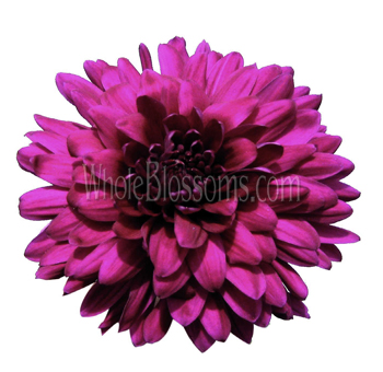 Cremon Disbud Flower - Purple Pink