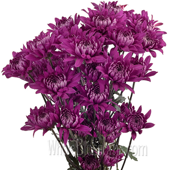 Purple Chrysanthemum – Cushion Poms Tinted