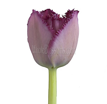 Fringed Purple Tulips