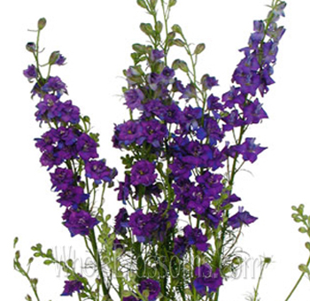Larkspur Flower Purple