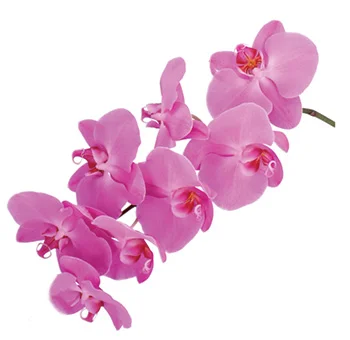 Majestic Purple Phalaenopsis Orchid exuding royal elegance and exotic sophistication in a grand arrangement.