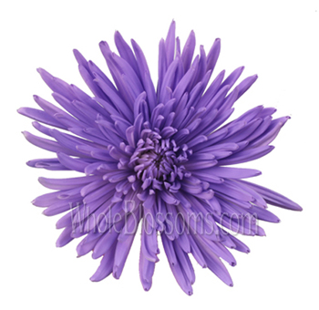 Spider Mums Purple Lavender Airbrushed