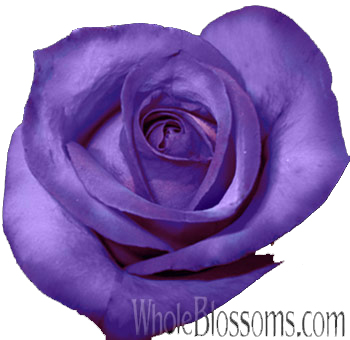 Violet Purple Dyed Roses