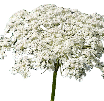 Queen Anne's Lace White Flowers