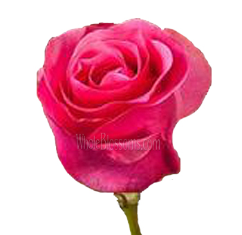 Queen Mary Hot Pink Roses
