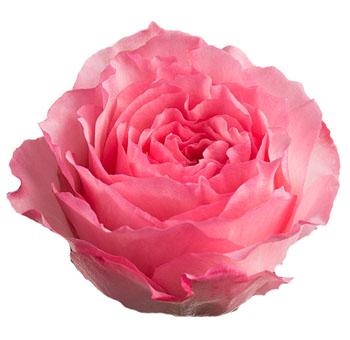 Pink Garden Roses - Queen Mayra