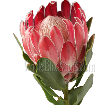 Queen Protea Flower