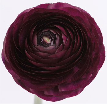Ranunculus Elegance Burgundy - Next Day Delivery