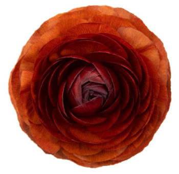 Ranunculus Elegance Chocolate - Next Day Delivery