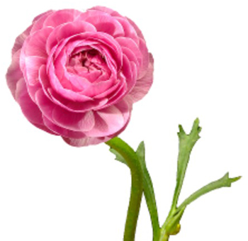 Ranunculus Medium Pink - Next Day Delivery