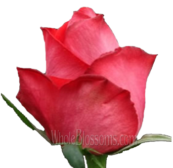 Raphaela Pink Roses