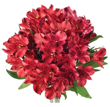 Vibrant red alstroemeria flowers in bulk, ideal for adding a splash of color to weddings and events.
