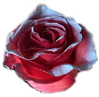 Red and Silver Rose