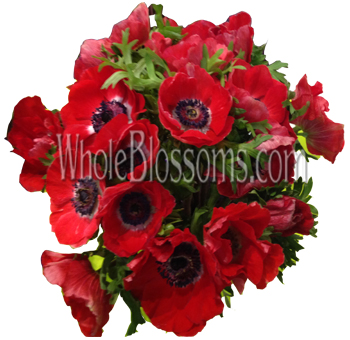 Anemone Red Flowers