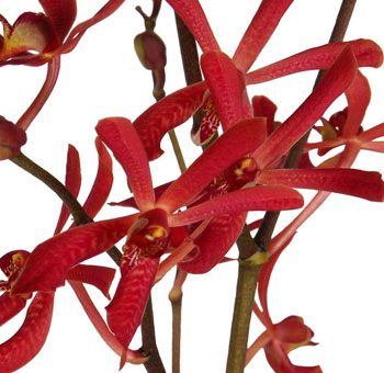 Red Orchid – Aranthera