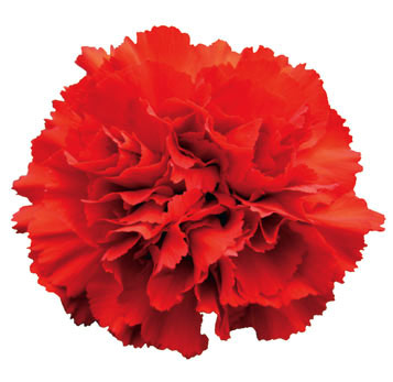 Carnation Red Flowers Overnight Delivery