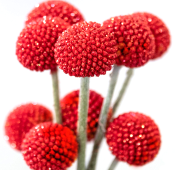 Craspedia - Red Glitter Flowers