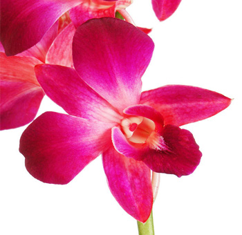 Magenta Dendrobium Orchids