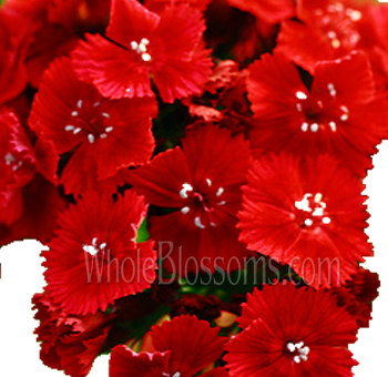 Red Dianthus