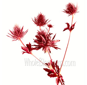 Red Eryngium Thistle Flower Dyed