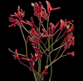 Kangaroo Paw Red Tinted Anigozanthos Flower