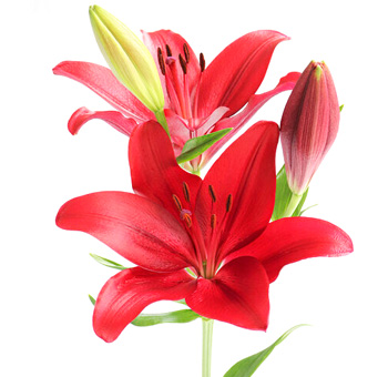 Red Lily LA Hybrid Lily