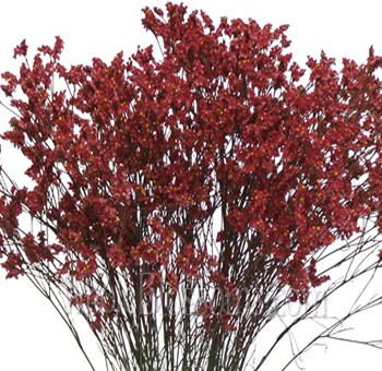 Limonium Tinted Red Flower