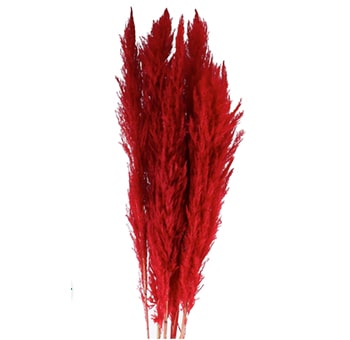 Red Pampas Grass - Dried