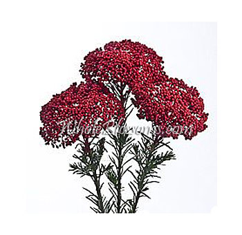 Red Riceflower