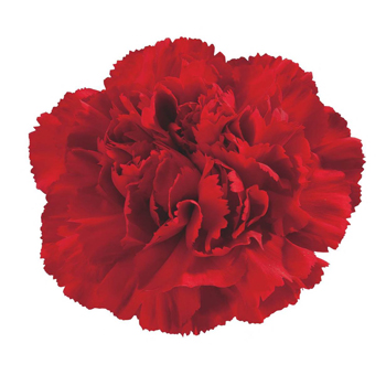 Tinted Red Carnation Flower