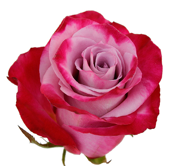 Pink Rose Bicolor