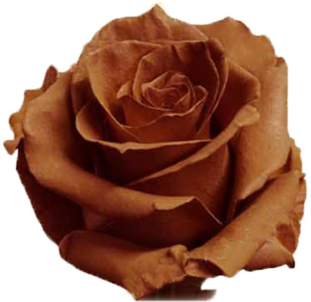 Bronze Rose