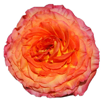 Orange Garden Rose Bicolor - Sunset