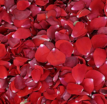 Red Rose Petals Preserved