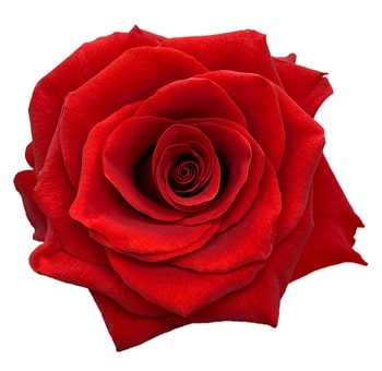 Red Rose Flower - Royal Explorer