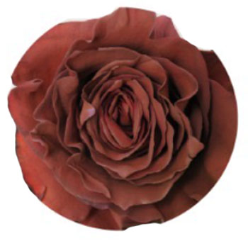 Brown Rose